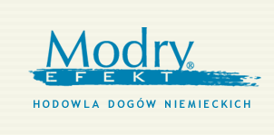 ModryEfekt - Hodowla Dogów Niemieckich